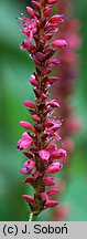 Polygonum amplexicaulis (rdest himalajski)