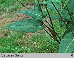 Polygonum amplexicaule (rdest himalajski)