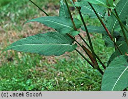 Polygonum amplexicaulis (rdest himalajski)