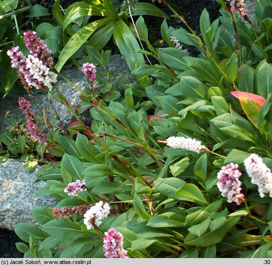 Polygonum affine