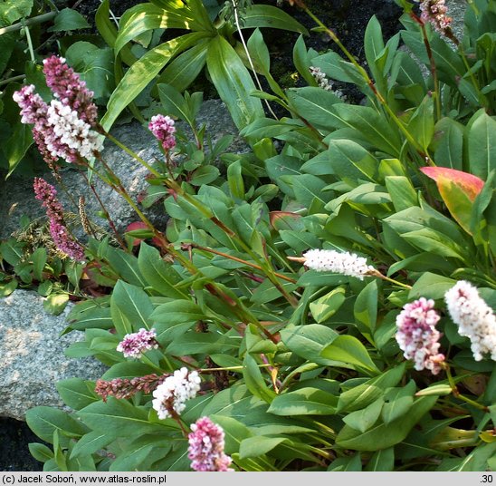 Polygonum affine