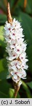 Polygonum affine