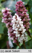 Polygonum affine