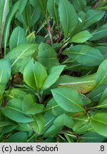 Polygonum affine