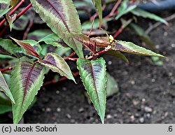 Polygonum microcephalum