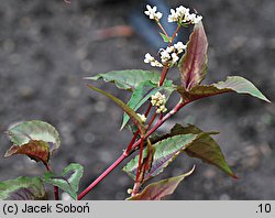 Polygonum microcephalum