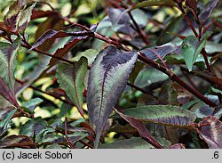 Polygonum microcephalum