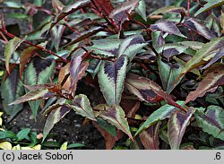 Polygonum microcephalum