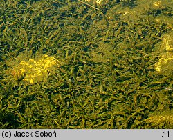 Potamogeton alpinus (rdestnica alpejska)