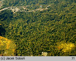 Potamogeton alpinus (rdestnica alpejska)