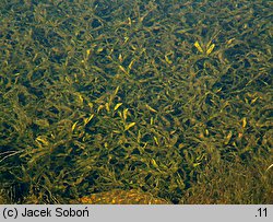 Potamogeton alpinus (rdestnica alpejska)