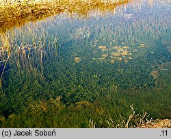 Potamogeton alpinus (rdestnica alpejska)