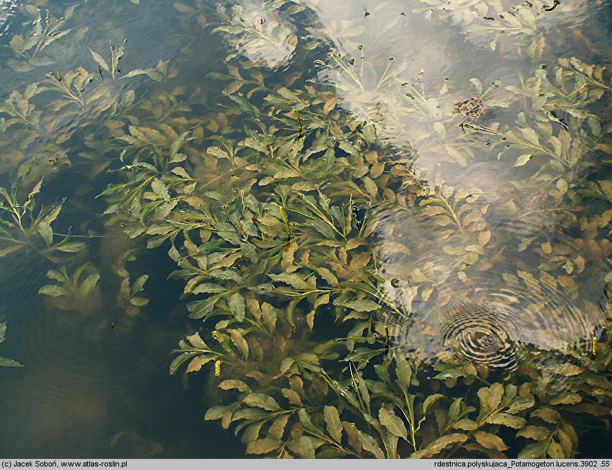 Potamogeton lucens (rdestnica połyskująca)