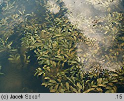 Potamogeton lucens (rdestnica połyskująca)