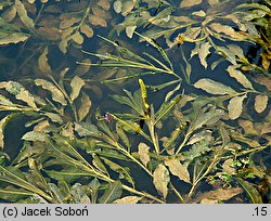 Potamogeton lucens (rdestnica połyskująca)