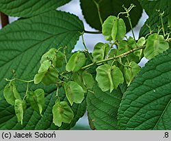 Tripterygium regelii (trójskrzydlak Regala)