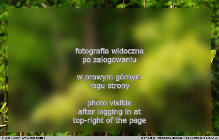 Robinia pseudoacacia Frisia