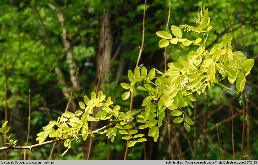 Robinia pseudoacacia Frisia