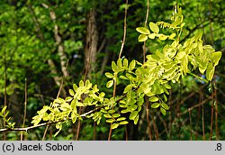 Robinia pseudoacacia Frisia