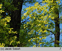 Robinia pseudoacacia Frisia