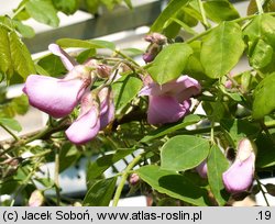 Robinia hispida (robinia szczeciniasta)