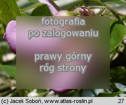 Robinia hispida (robinia szczeciniasta)
