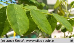 Robinia hispida (robinia szczeciniasta)