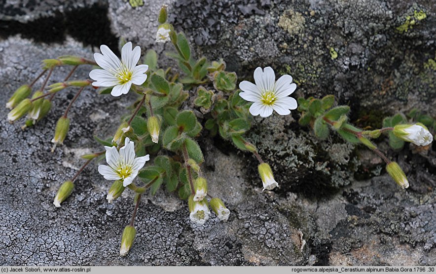 Cerastium alpinum (rogownica alpejska)