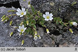 Cerastium alpinum (rogownica alpejska)