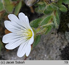 Cerastium alpinum (rogownica alpejska)