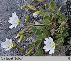 Cerastium alpinum (rogownica alpejska)