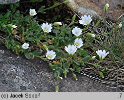 Cerastium alpinum (rogownica alpejska)