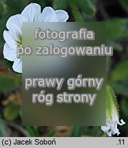 Cerastium alpinum (rogownica alpejska)