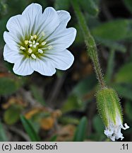 Cerastium alpinum (rogownica alpejska)