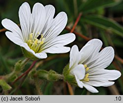 Cerastium alpinum (rogownica alpejska)