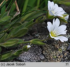 Cerastium alpinum (rogownica alpejska)