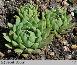 Jovibarba hirta var. hillebrandtii