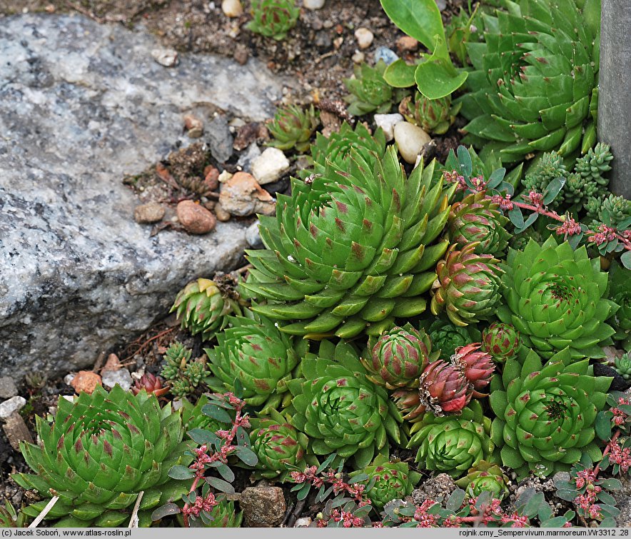 Sempervivum marmoreum (rojnik ćmy)