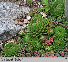 Sempervivum marmoreum (rojnik ćmy)