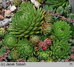 Sempervivum marmoreum (rojnik ćmy)