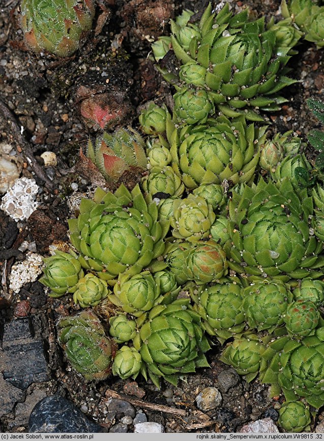 Sempervivum ×rupicola (rojnik skalny)