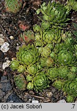 Sempervivum ×rupicola (rojnik skalny)