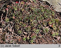 Sempervivum calcareum (rojnik wapienny)