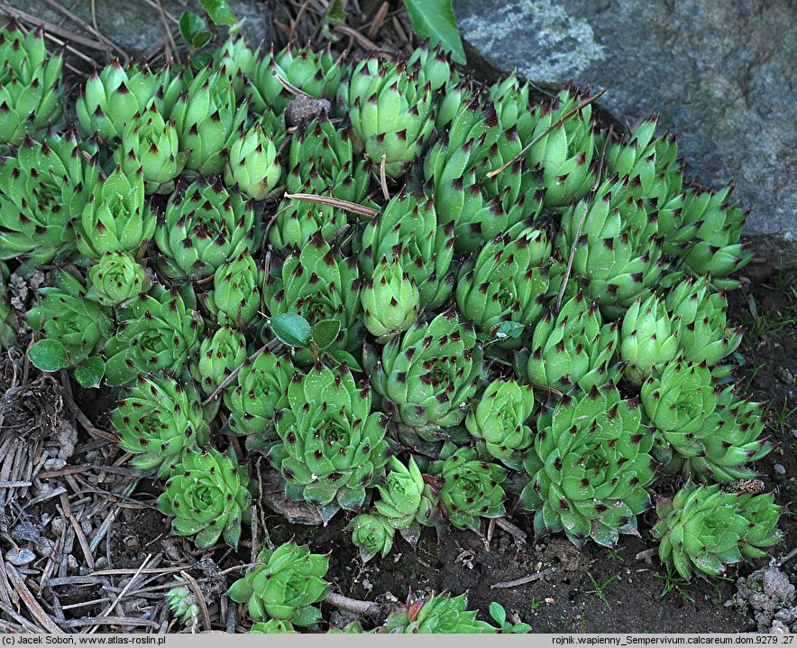 Sempervivum calcareum (rojnik wapienny)