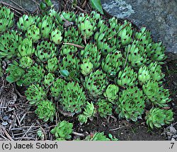 Sempervivum calcareum (rojnik wapienny)