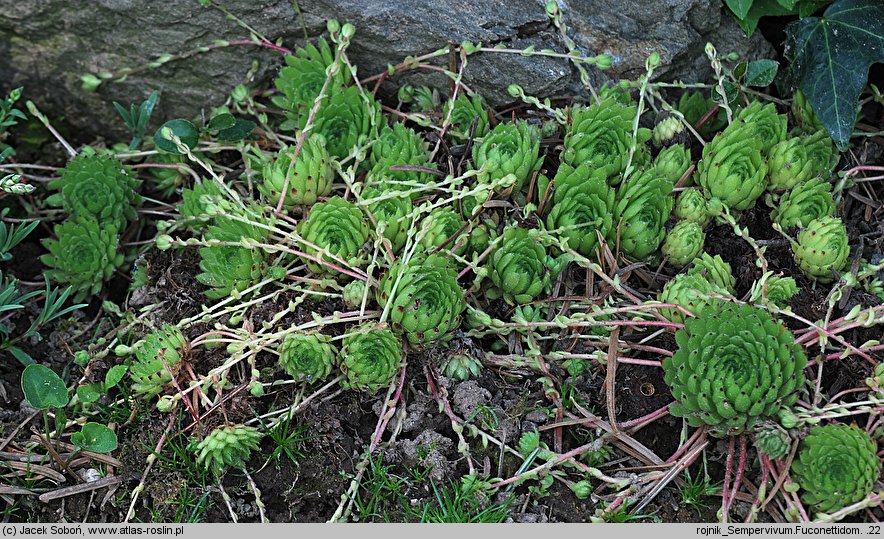 Sempervivum fauconnetti