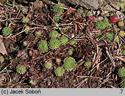 Sempervivum fauconnetti