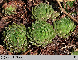 Sempervivum fauconnetti