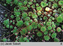 Sempervivum fauconnetti
