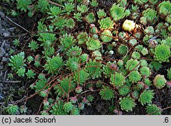 Sempervivum fauconnetti